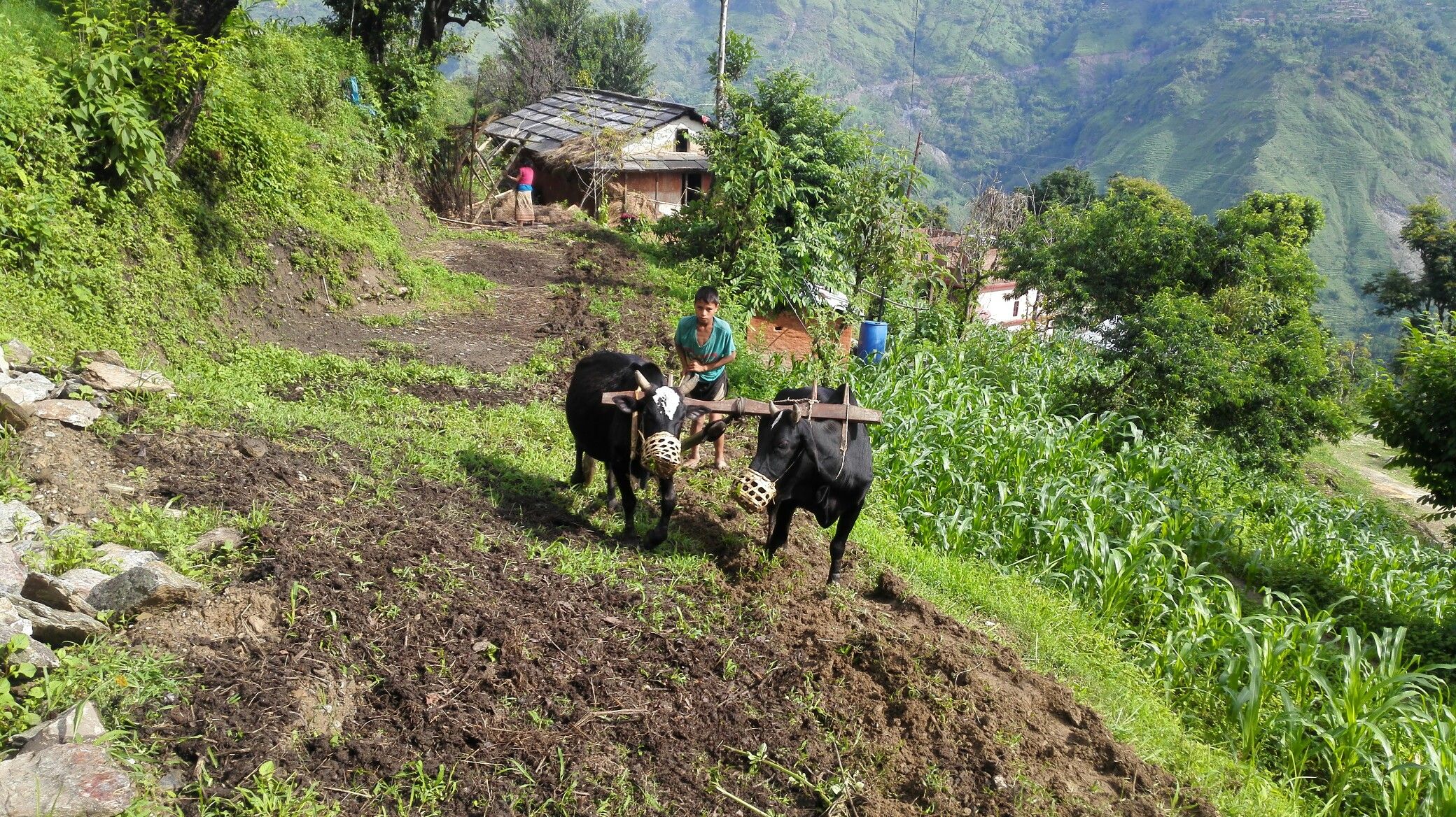 Rolpa farmers begin climate-smart agriculture