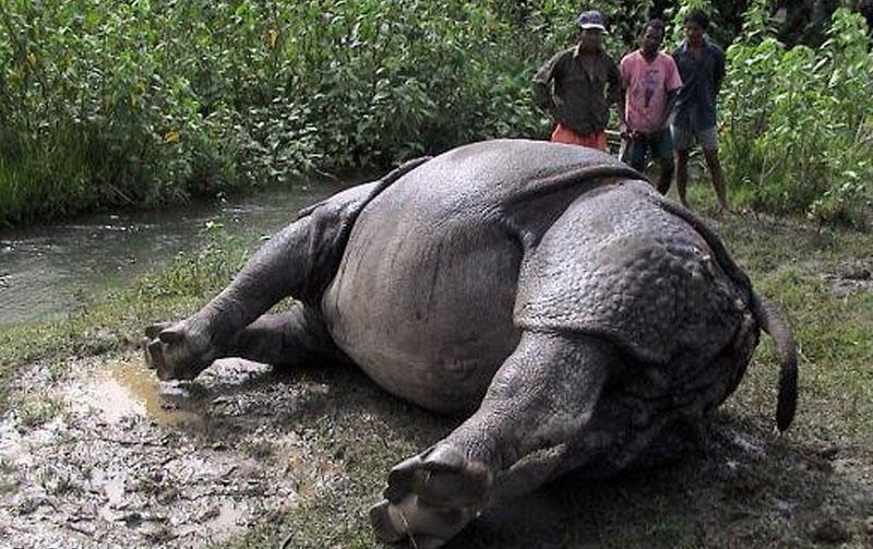 Rhino found dead at Chitwan National Park’s buffer zone
