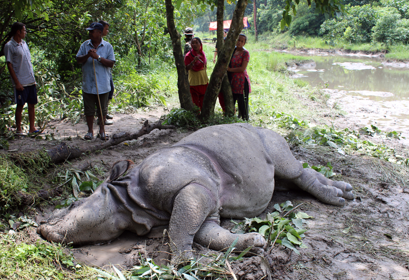 Rhino found killed in Chitwan National Park