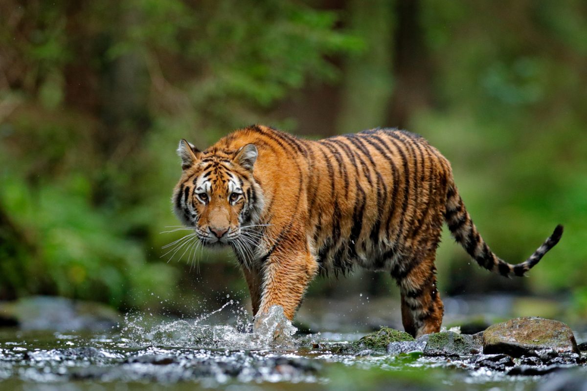 Seven-year-old boy killed in tiger attack