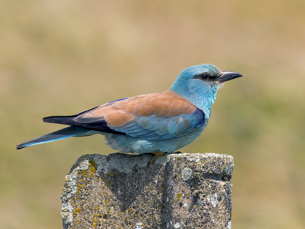 ‘European Roller’ traced first time in country