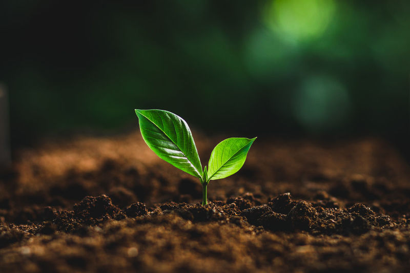 PM Deuba kicks off plantation campaign