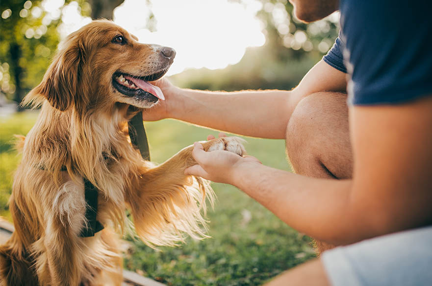 Dog owner’s citizenship is mandatory to register the dog