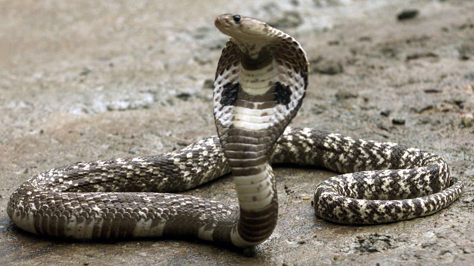 Sister, brother die from snakebite