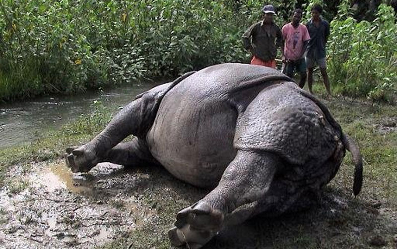 Female rhino found dead in Chitwan National Park