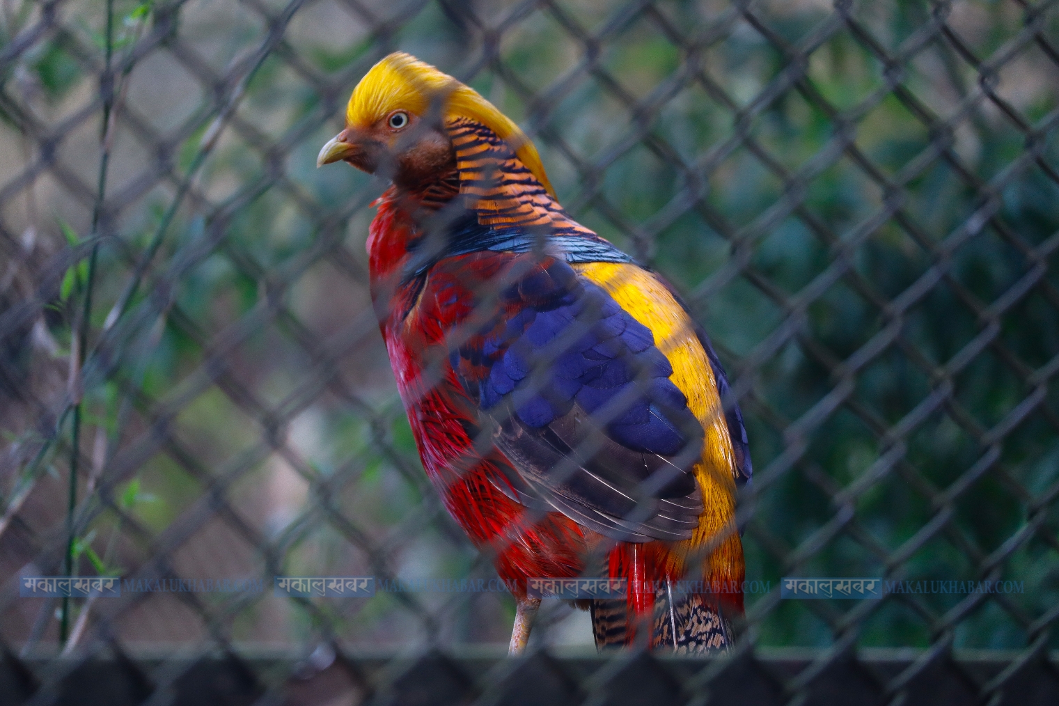 Photo feature of Central Zoo