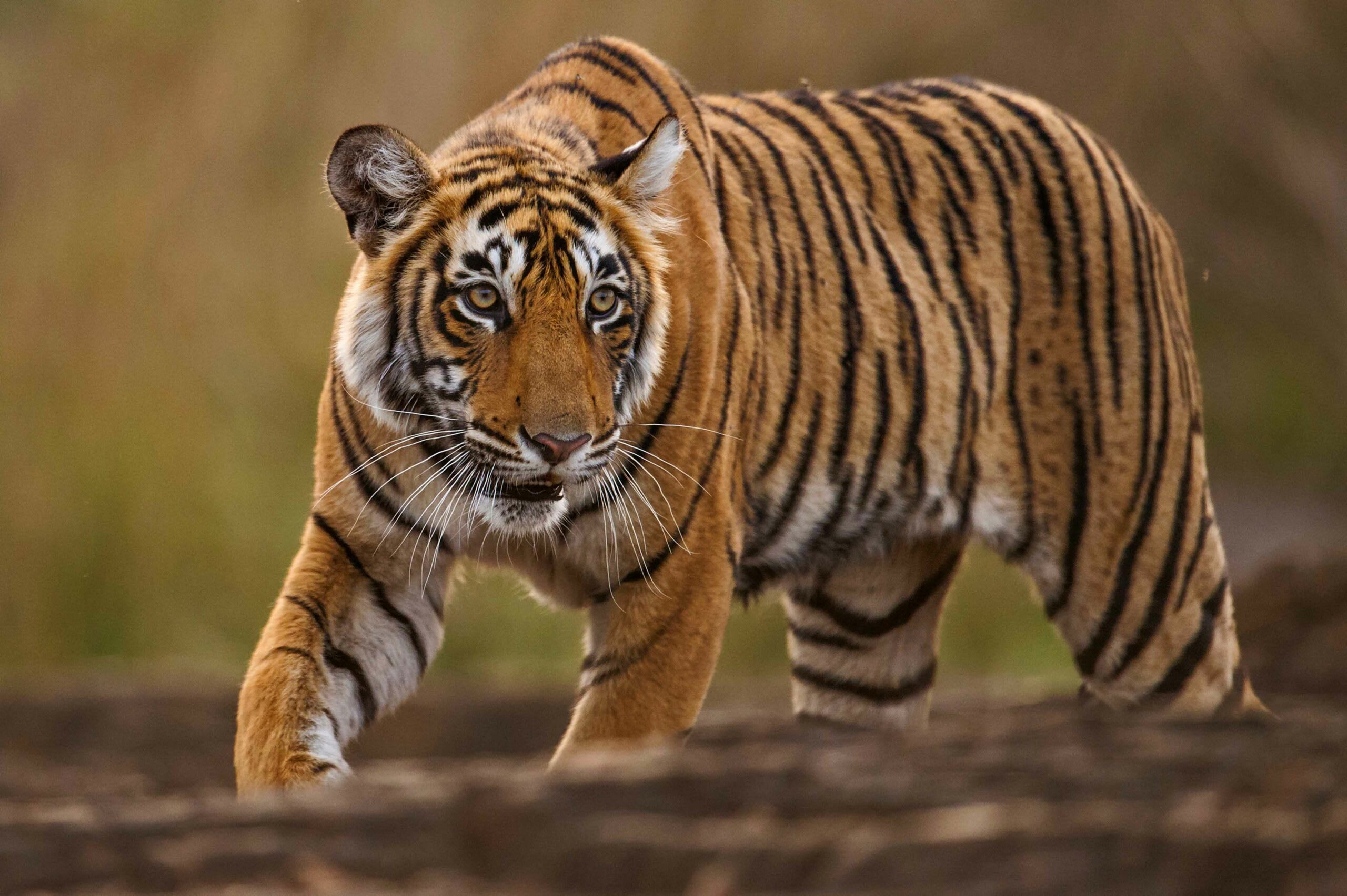 Indian citizen killed in tiger attack