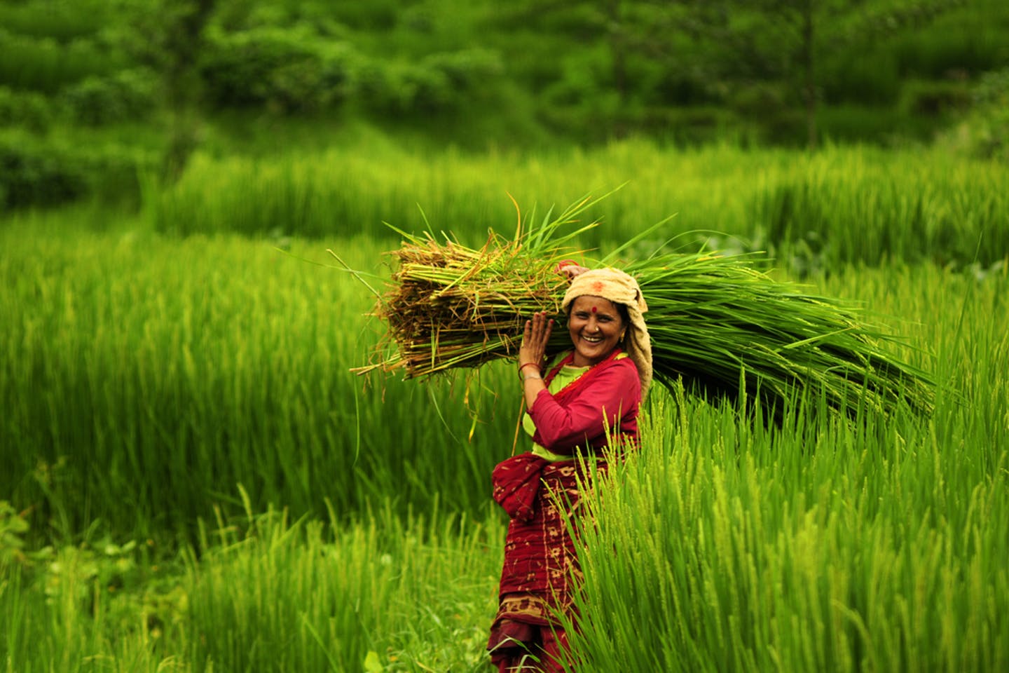 Cereal crop production up, vegetable production down in Karnali