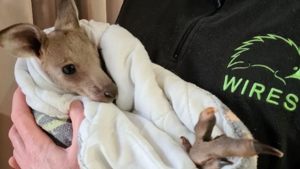 Australia: Teenagers charged for killing 14 kangaroos