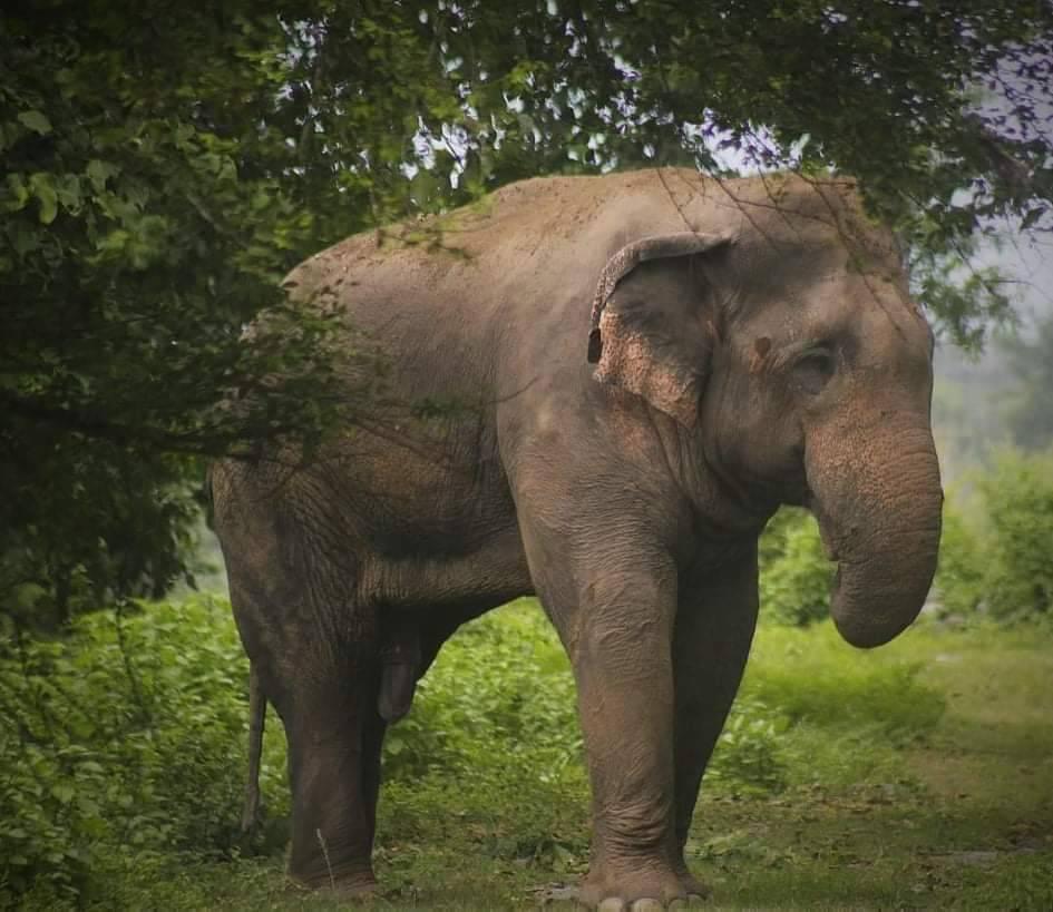 Makauna, an indigenous elephant at KTWR found dead