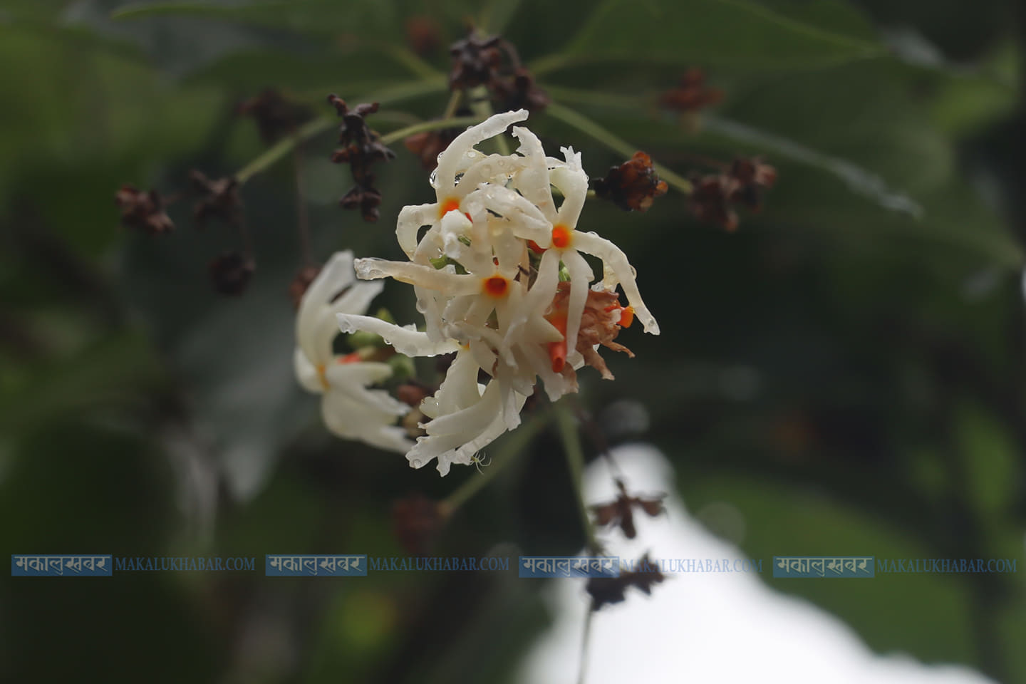 Flowers blooming in the rain [Photos]