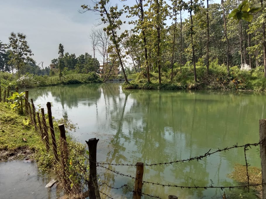 Bhawanipur Wetland area emerges as new natural hang out in Itahari