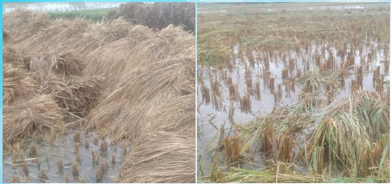 Rain damaged paddy crops, reduce production