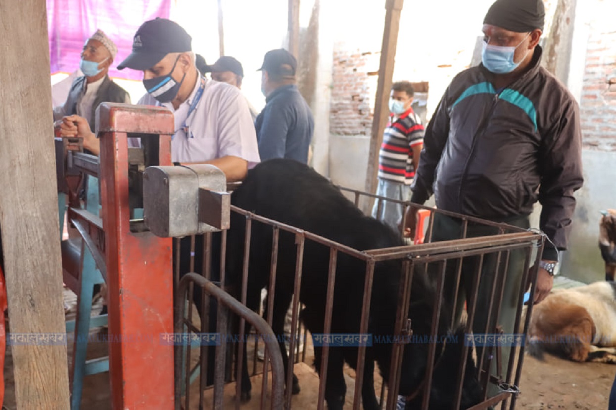 Crowds of goat buyers [Photos]