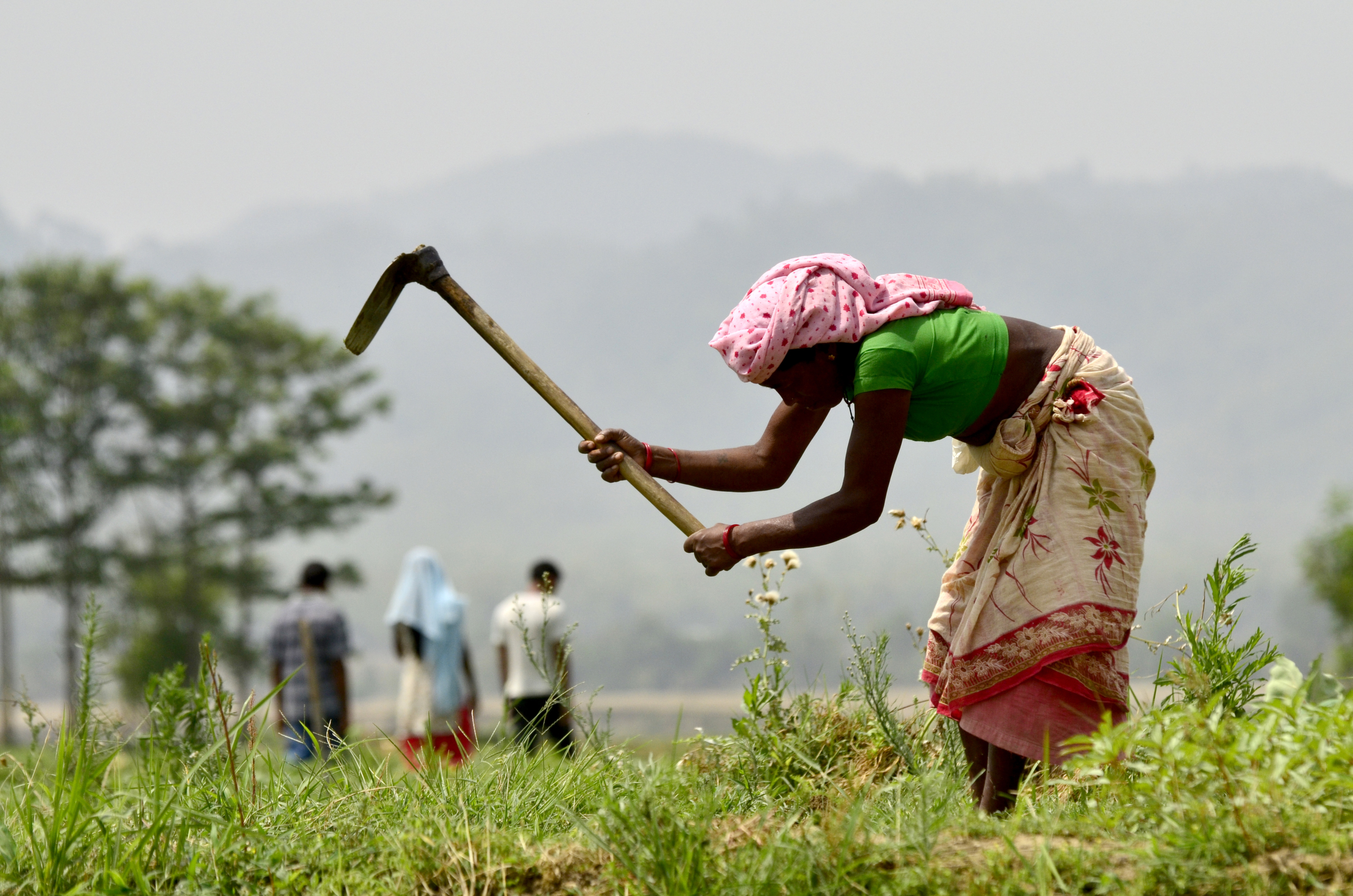 Government urged to provide compensation to farmers promptly