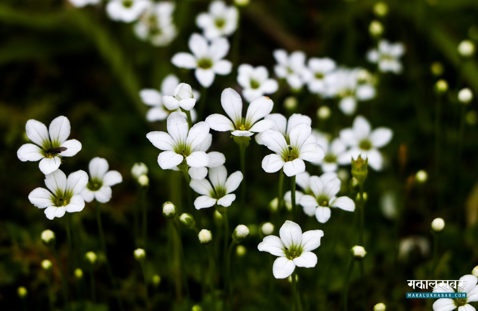 Blooming flowers in Langtang [Photos]