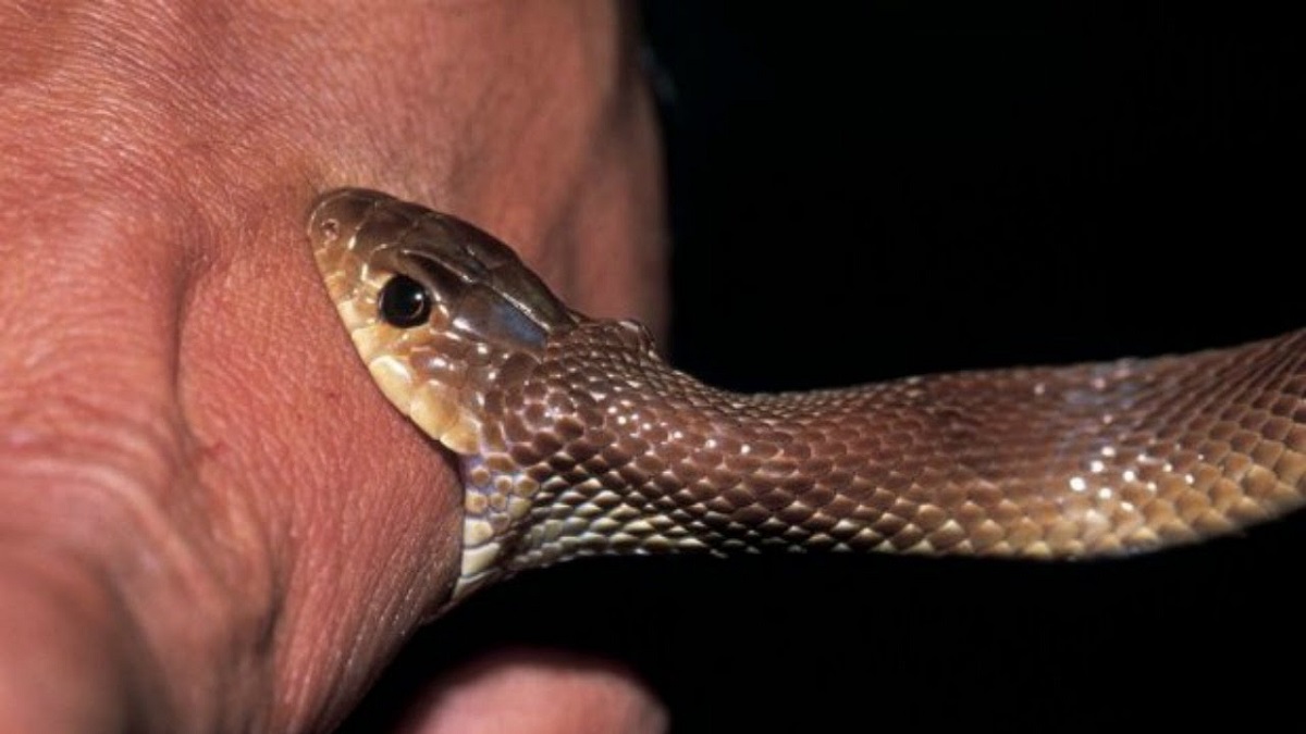 Man dies after being bitten by snake