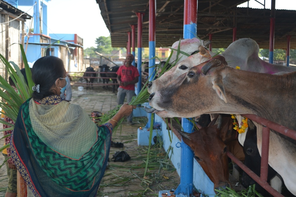 Crowd of people gathered at Gaushala for Gopashtami [Photos]