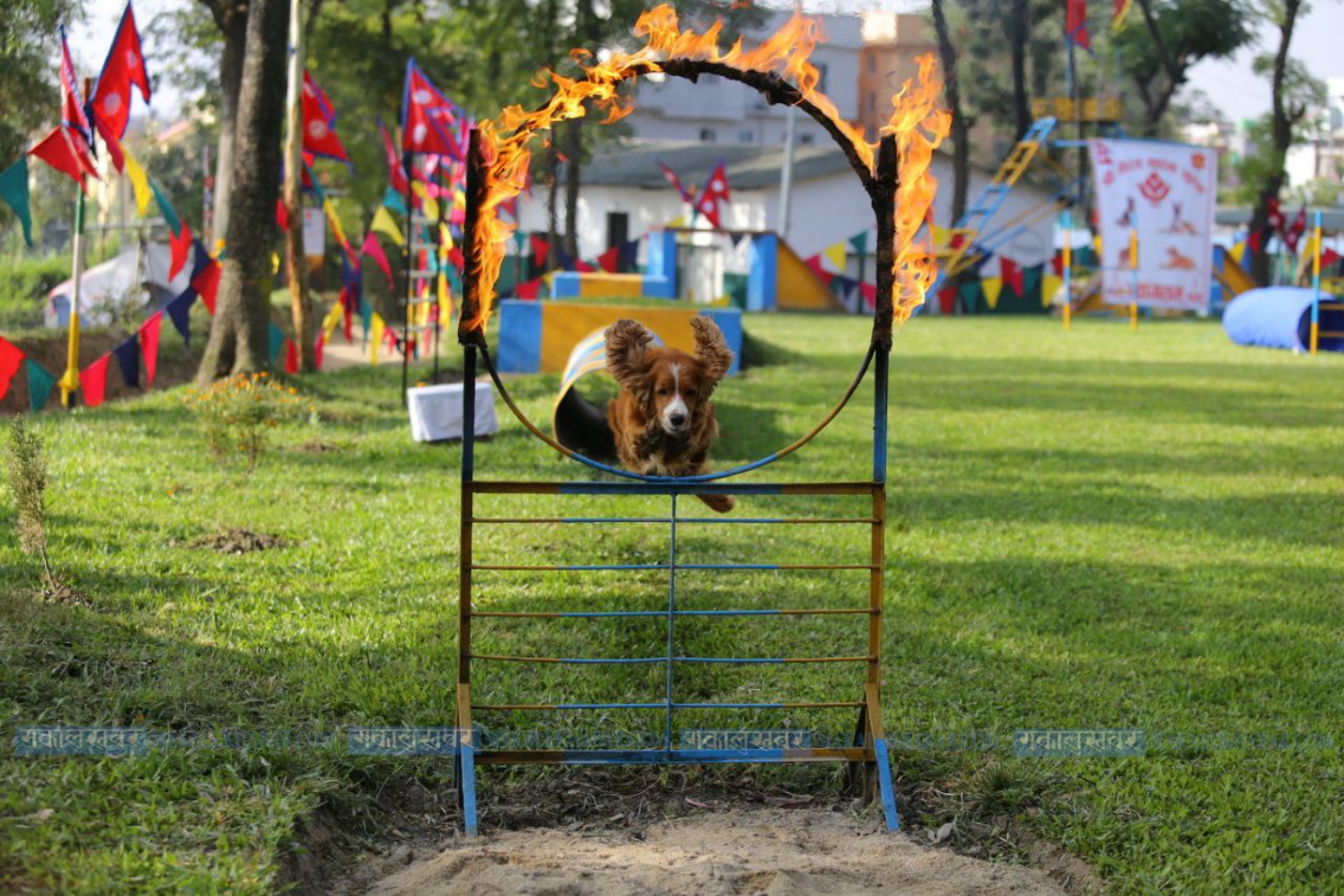 Skills of Nepal Army Dogs [Photos]