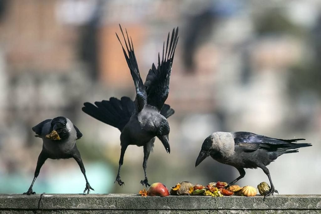 Kaag Tihar being observed today by feeding crows