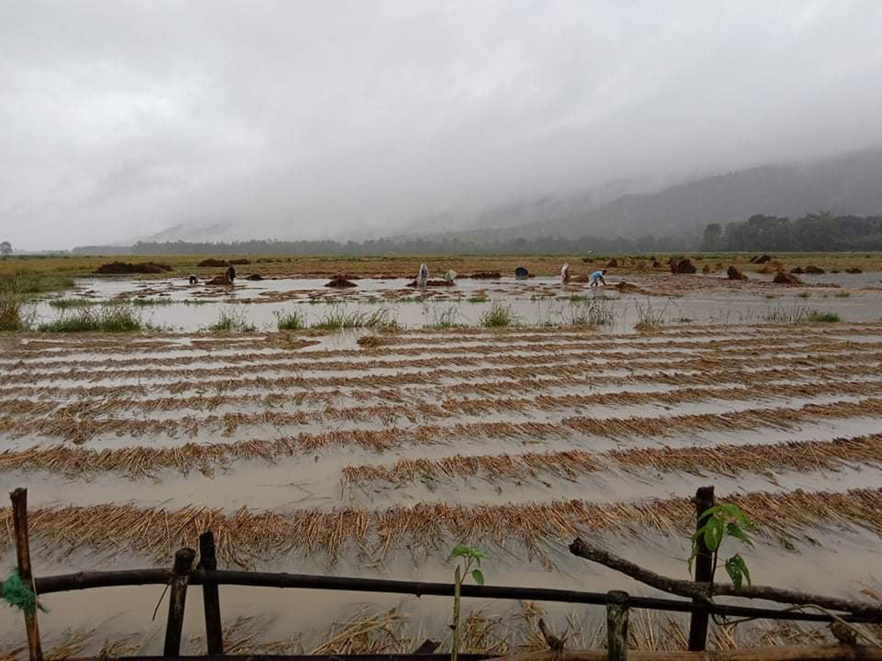 Relief to be provided to farmers based on the extent of damage to their crop