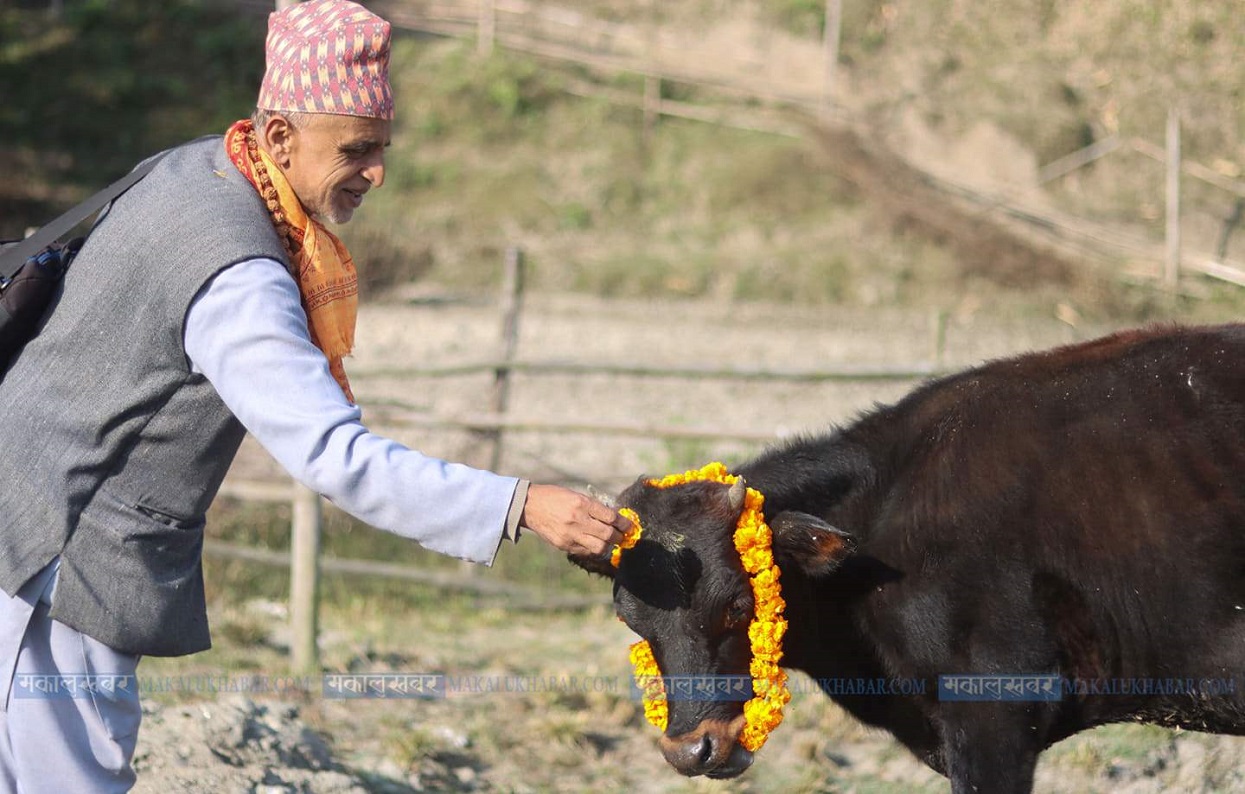Cow, bull, Govardhan and Hali Puja [Photos]