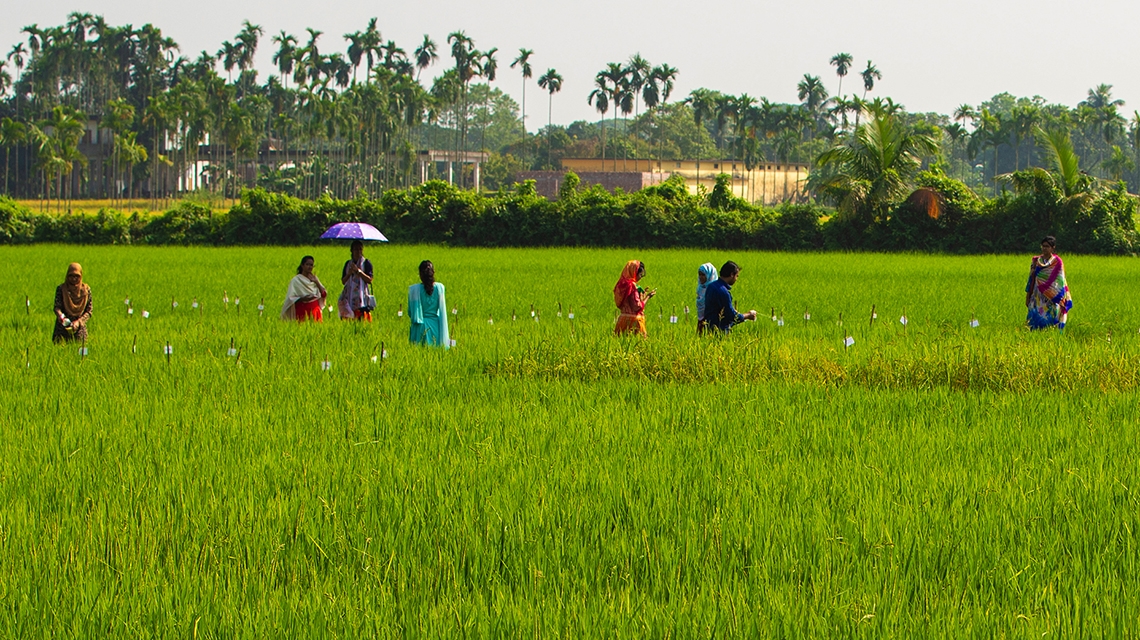 Experts for launching agriculture campaign to ensure food security