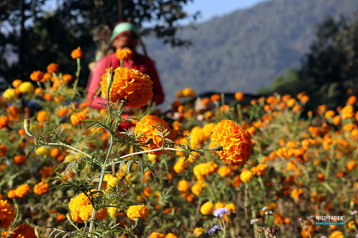 Flowers blooming in Ichangu [Photos]