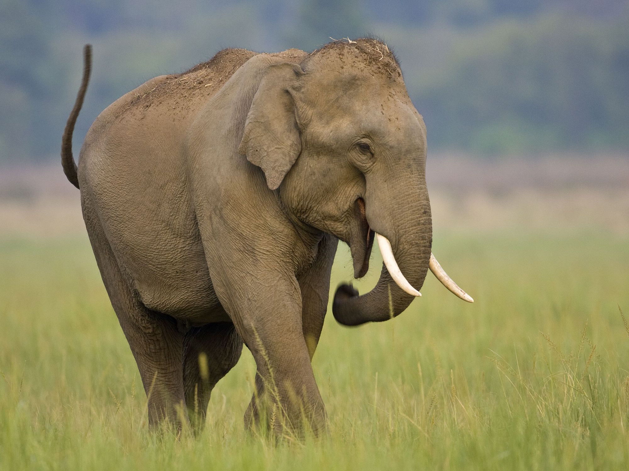 Elephant menace in Jhapa