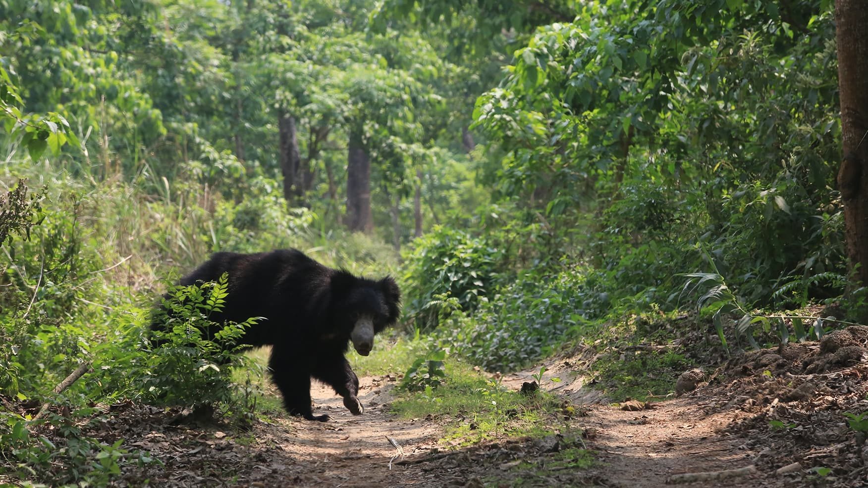 Two injured in bear attack