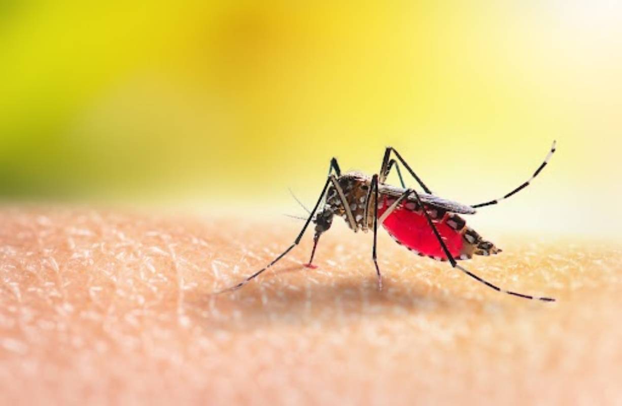 Dengue cases on the rise in Parbat