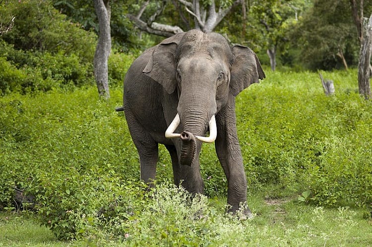 Woman dies, hubby hurt in wild elephant attack