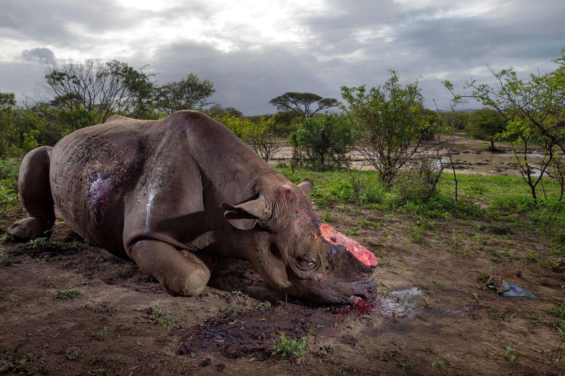 19 rhinos dead in first six months of current fiscal year