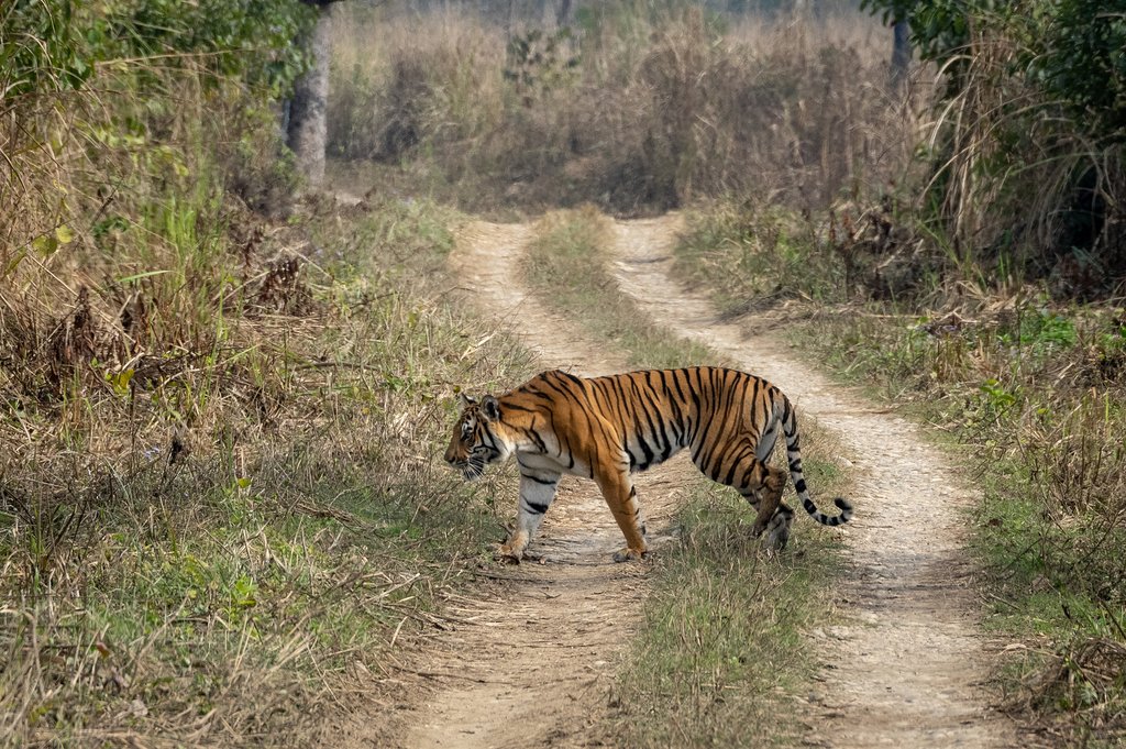 Tiger count concludes in first block