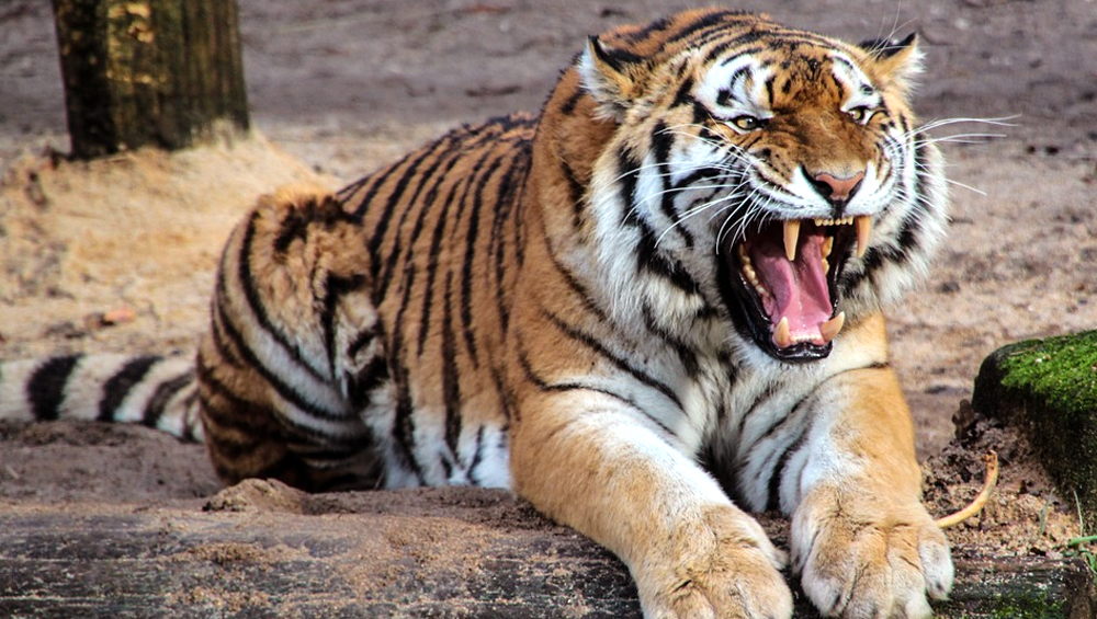 One person died in a tiger attack