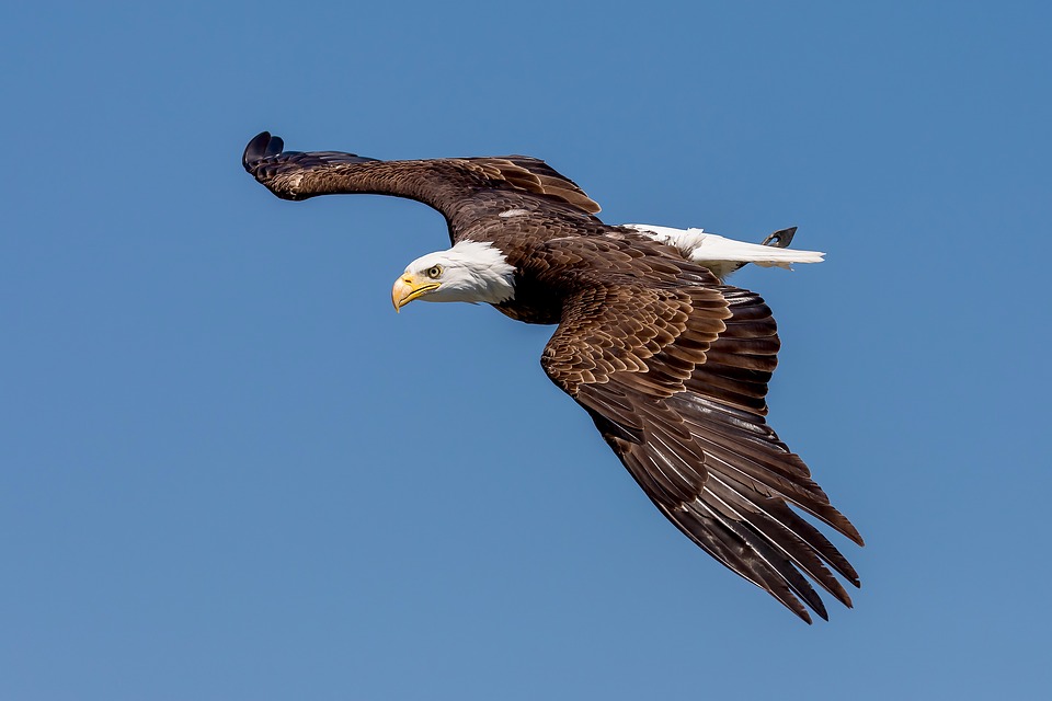 US bald eagles comeback diminished by lead poisoning from bullets