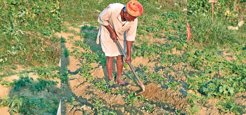 Amid shortage of inputs, Sunsari farmers still pursue potato farming