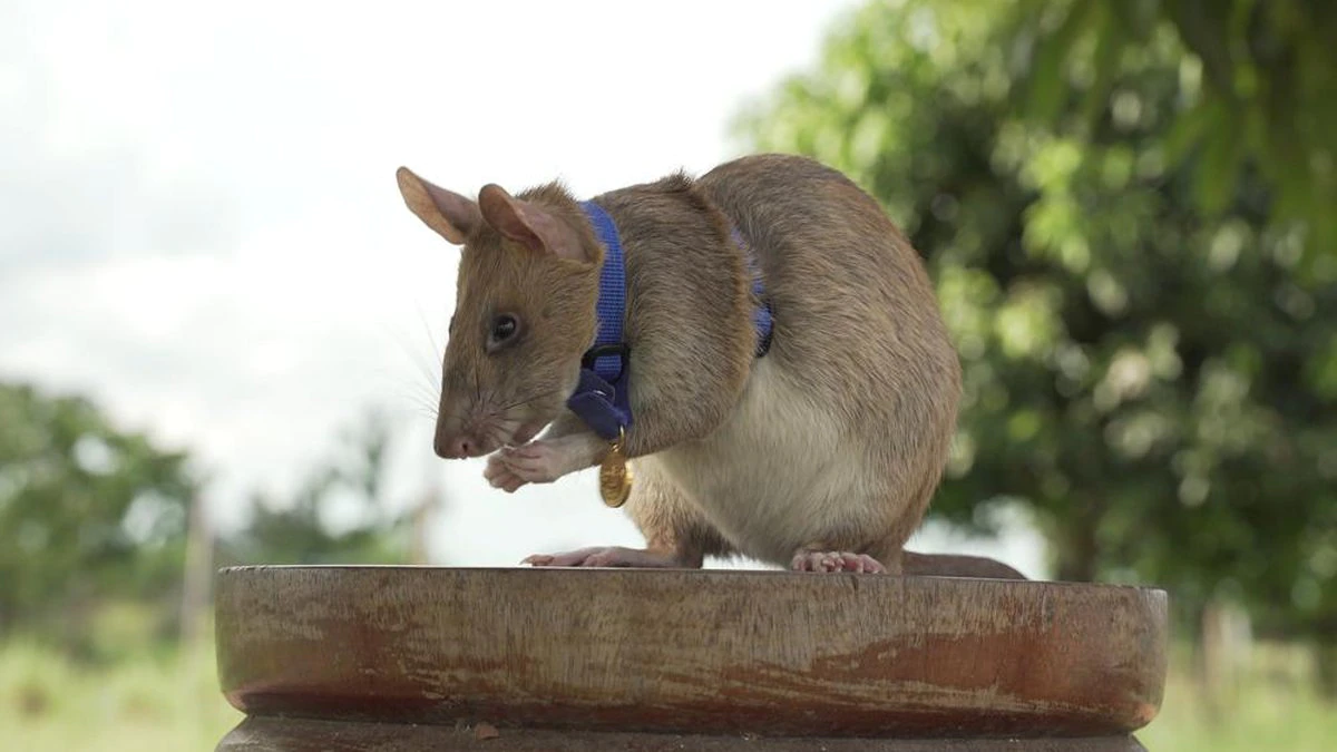 Rat who detected land mines in Cambodia dies in retirement