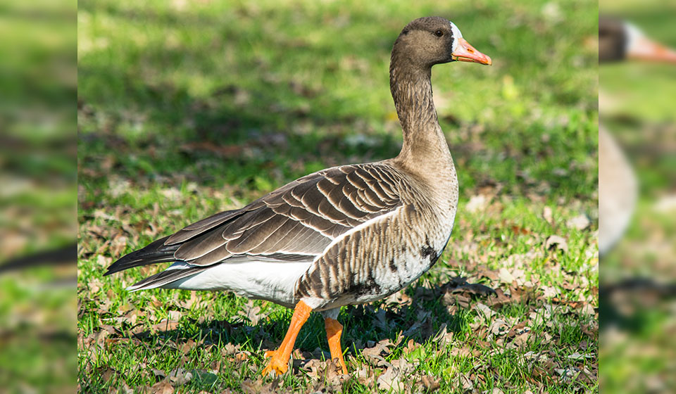 Two new species of birds spotted