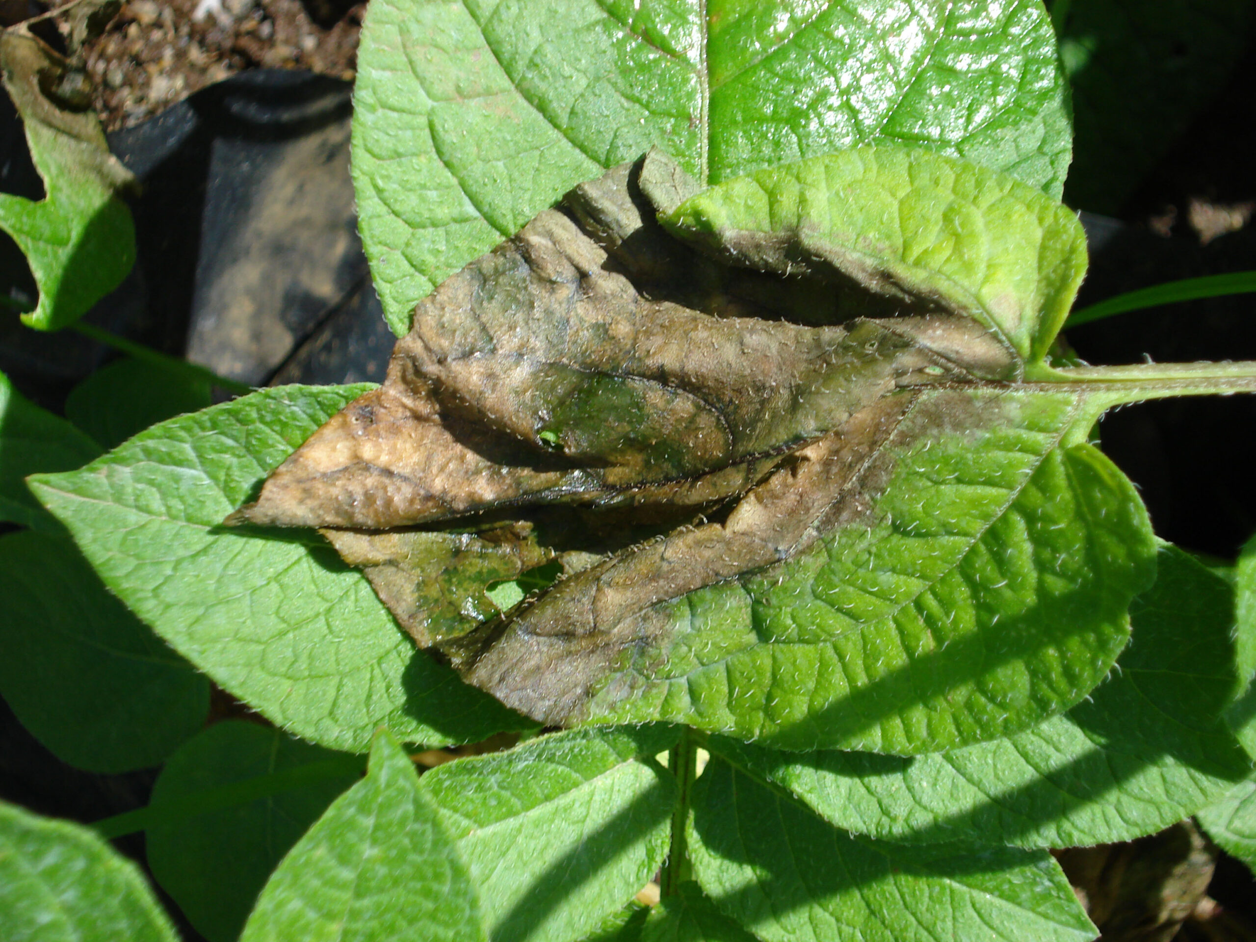 Late blight disease destroys potatoes in Khandachakra