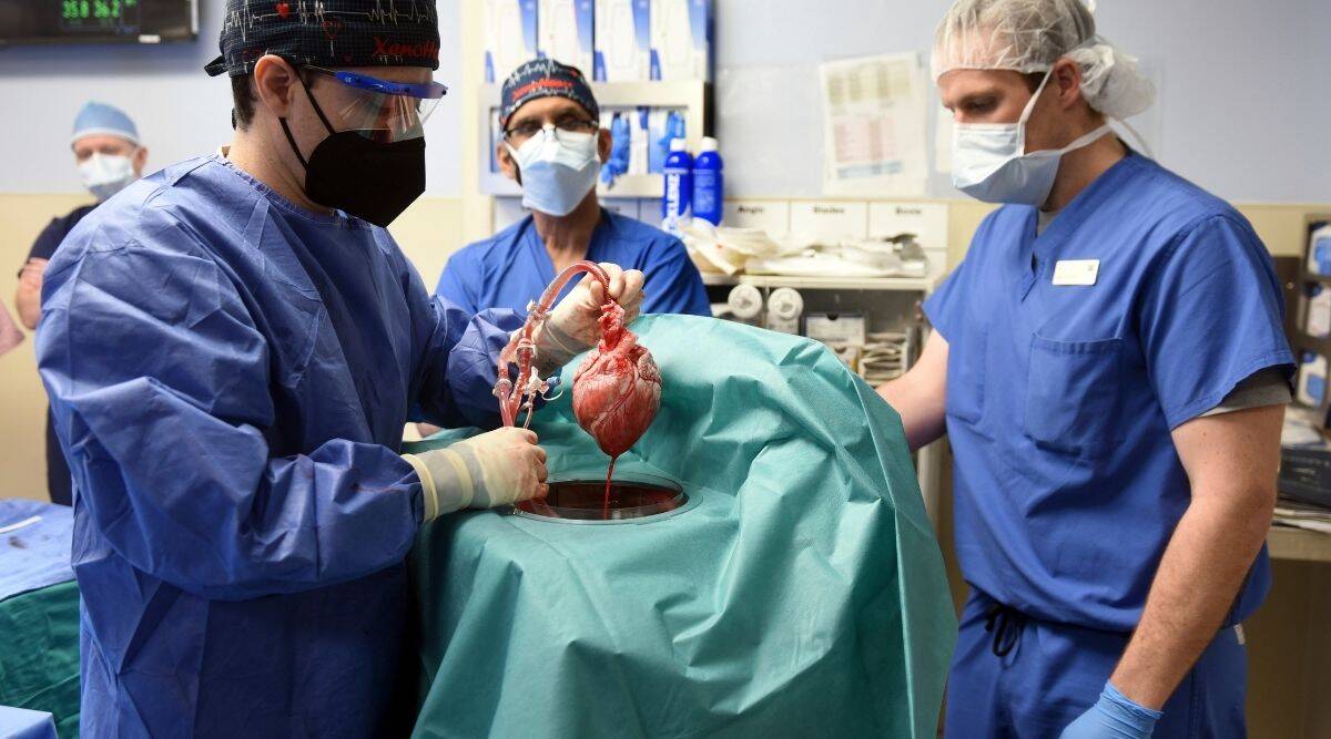 In first, US surgeons transplant pig heart into human patient