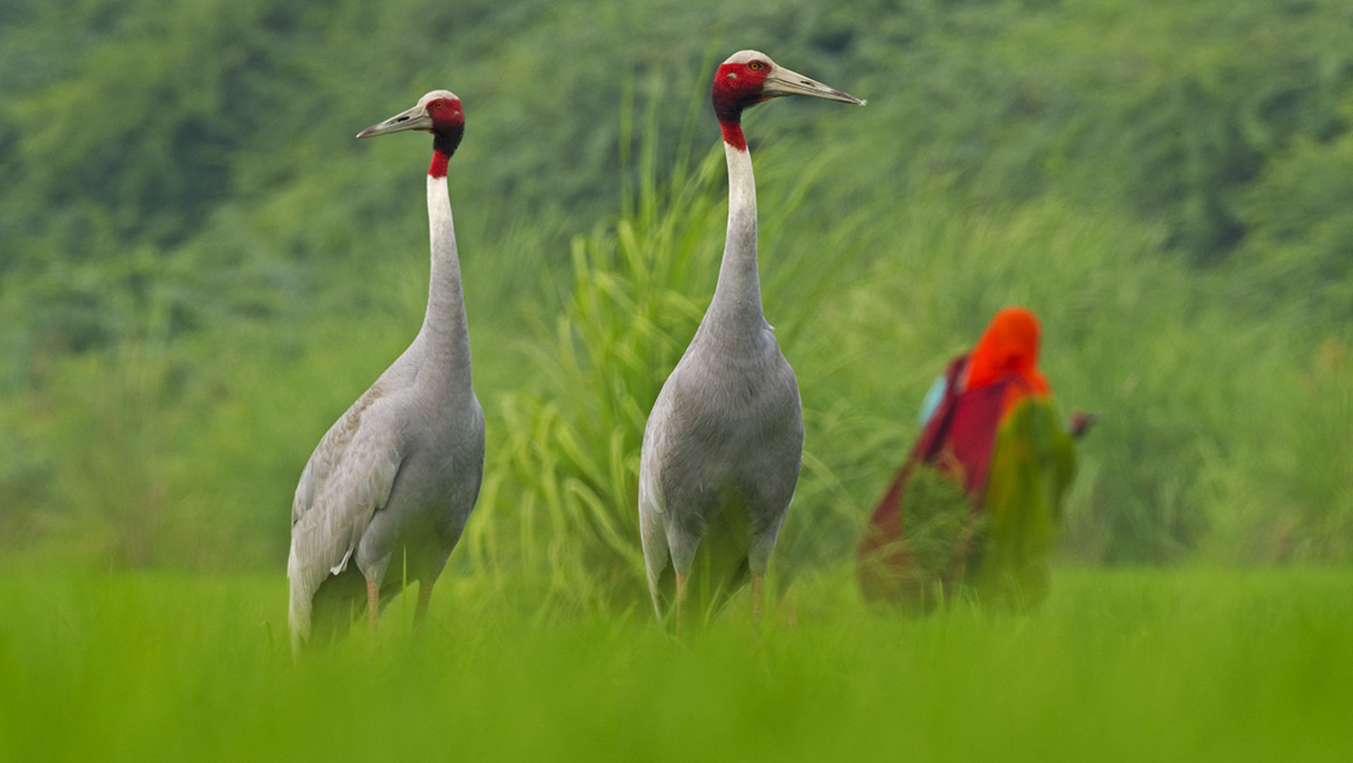 Sarus crane population on decline with shrinking wetland area