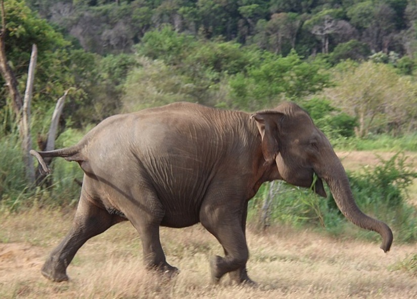 Soldier dies in an elephant attack