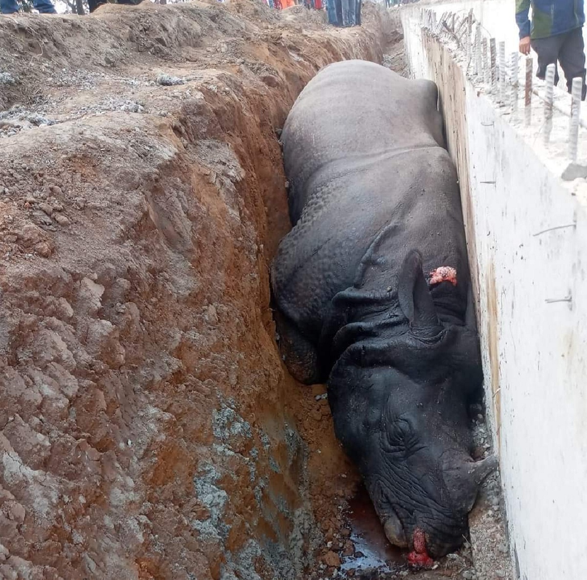 Arrest warrant issued against construction company owner for death of rhino