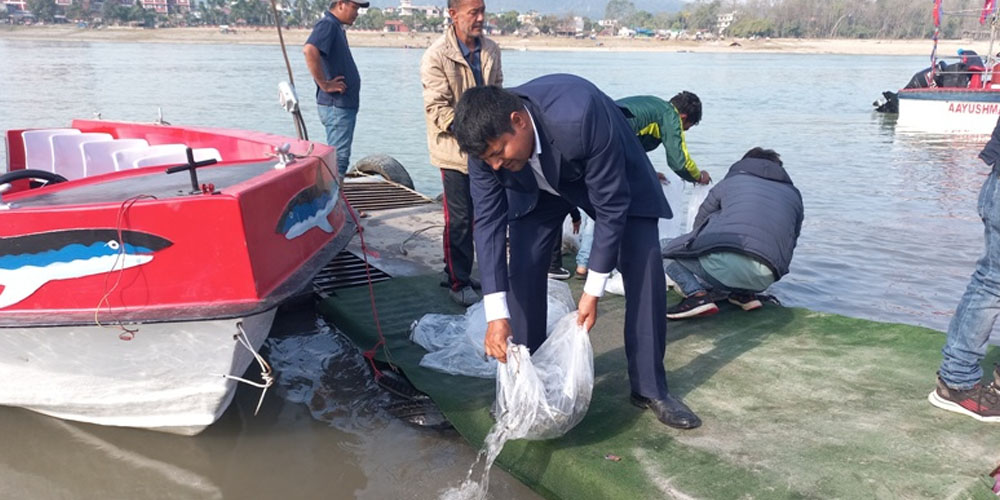 40,000 fish fry were released in Narayani river