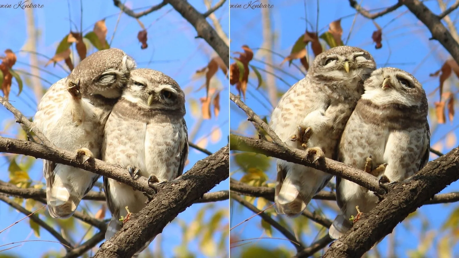 Photographer behind viral pics of owlets shares how long he waited to click them