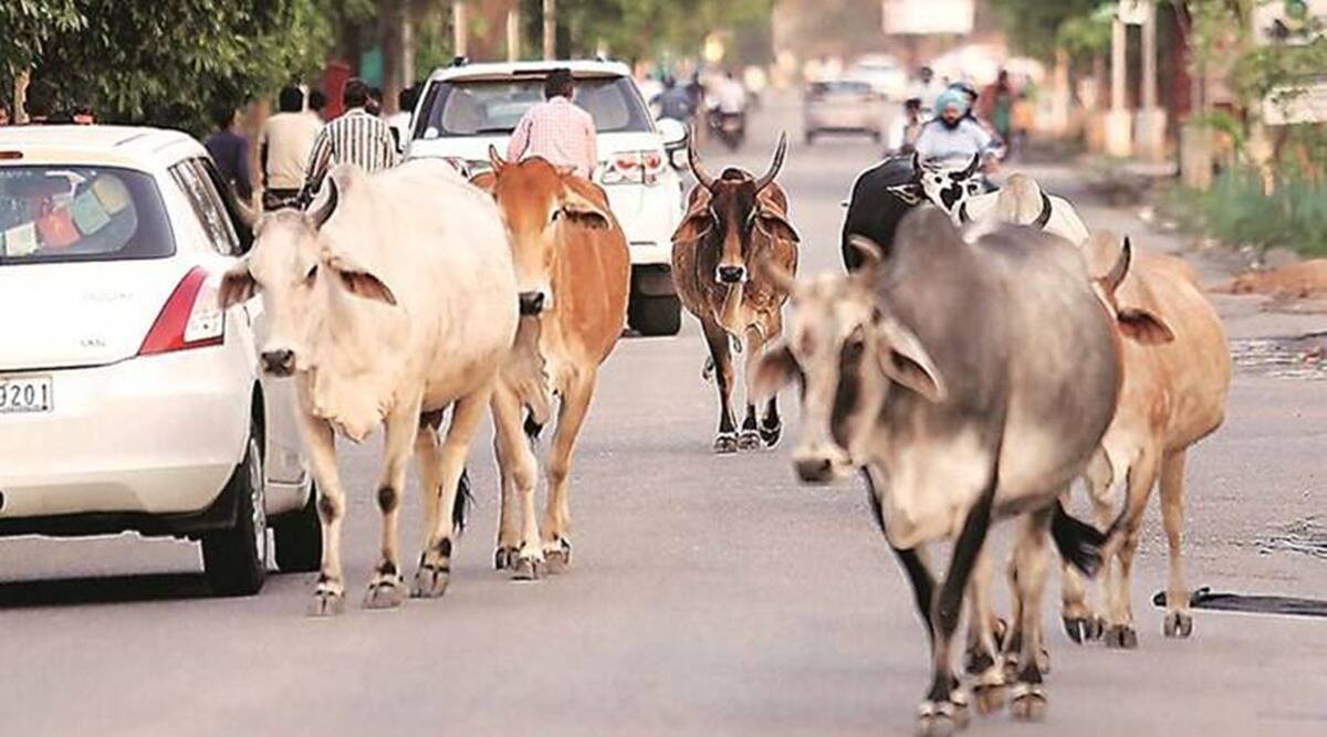 17 cops hurt in clash with ‘cow smugglers’ at Bangladesh border