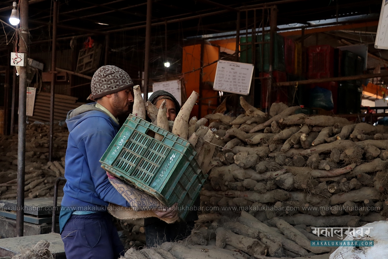 As Maghe Sankranti approaches, so does the demand for yams [Photos]