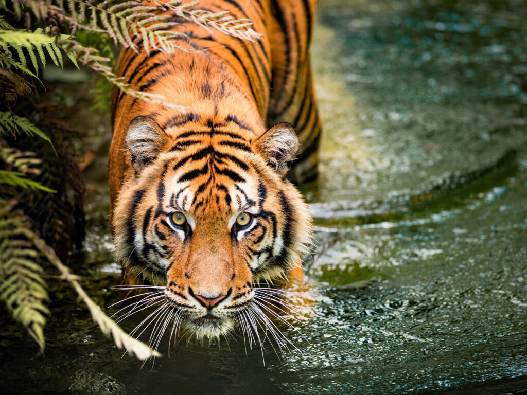 Cameras used for tiger census go missing from national park