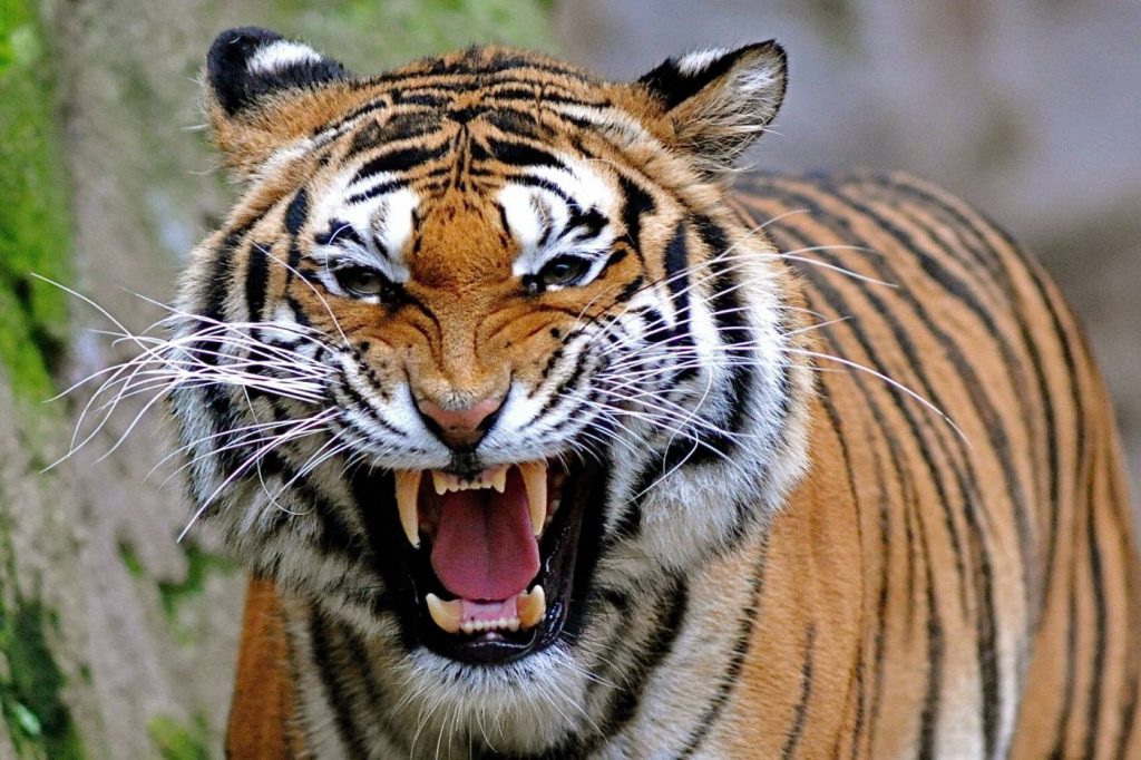 Tiger menace in Banke